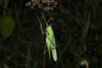 Tettigonia viridissima
