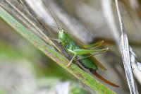 Conocephalus fuscus fuscus