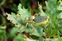 Ephippiger diurnus diurnus