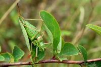 Ephippiger diurnus diurnus