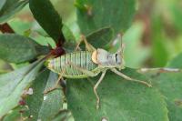 Ephippiger diurnus diurnus