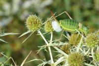 Ephippiger diurnus diurnus
