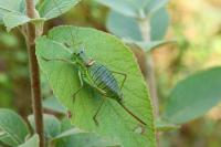 Ephippiger diurnus diurnus