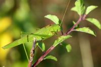 Phaneroptera falcata
