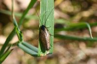 Ectobius lapponicus
