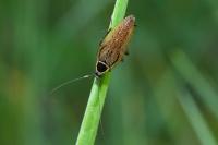 Ectobius sylvestris