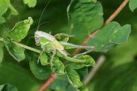 Platycleis albopunctata albopunctata