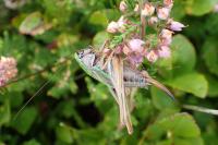 Metrioptera brachyptera