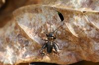 Nemobius sylvestris sylvestris