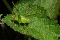 Leptophyes punctatissima