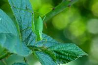 Leptophyes punctatissima