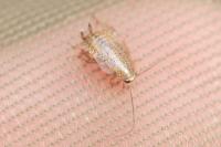 Ectobius pallidus