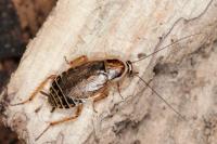 Ectobius lucidus