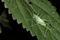 Meconema meridionale