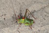 Barbitistes serricauda