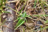 Decticus verrucivorus verrucivorus