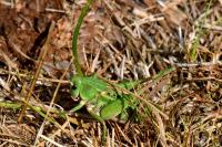 Decticus verrucivorus verrucivorus