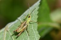 Pseudochorthippus parallelus parallelus