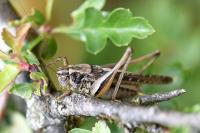 Platycleis albopunctata albopunctata