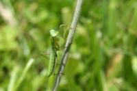 Mantis religiosa