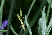 Mantis religiosa
