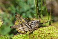 Platycleis albopunctata albopunctata
