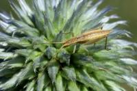 Oecanthus pellucens pellucens