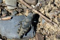 Sphingonotus caerulans