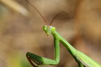 Mantis religiosa