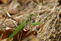 Mantis religiosa