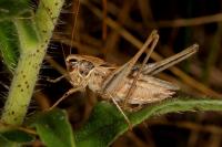 Tessellana tessellata tessellata