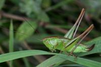 Bicolorana bicolor