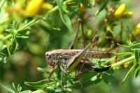 Platycleis albopunctata albopunctata