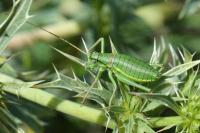Ephippiger diurnus diurnus