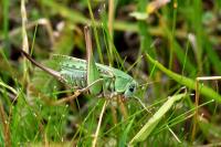 Decticus verrucivorus verrucivorus