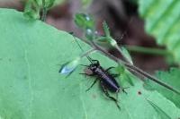 Nemobius sylvestris sylvestris