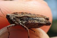 Tetrix tenuicornis