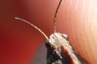 Tetrix tenuicornis