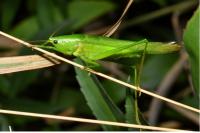 Ruspolia nitidula