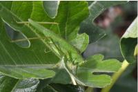 Phaneroptera nana