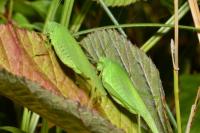 Phaneroptera nana