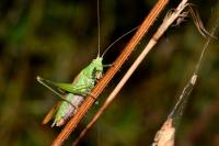 Conocephalus fuscus fuscus