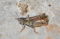 Calliptamus italicus