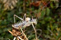 Ephippiger diurnus diurnus