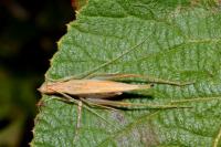 Oecanthus pellucens pellucens