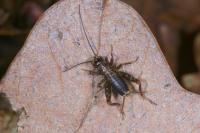 Nemobius sylvestris sylvestris