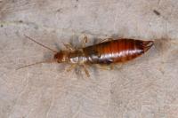 Chelidurella acanthopygia