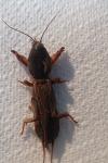 Gryllotalpa gryllotalpa
