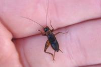 Nemobius sylvestris sylvestris