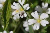 Pholidoptera griseoaptera